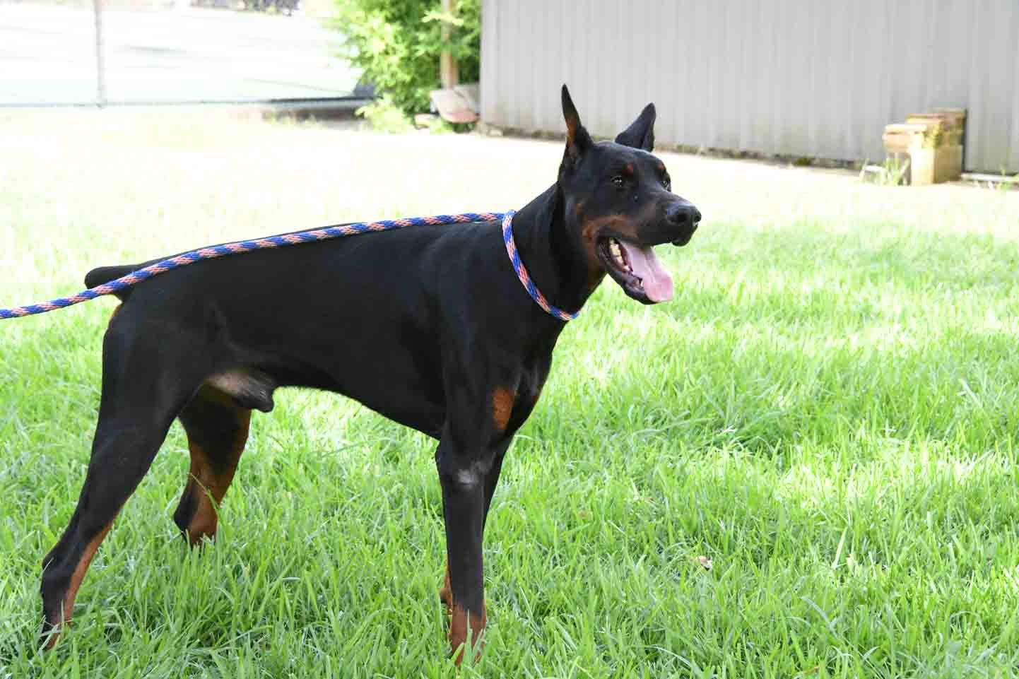 Aria Dobermans Male Puppy 1 years old
